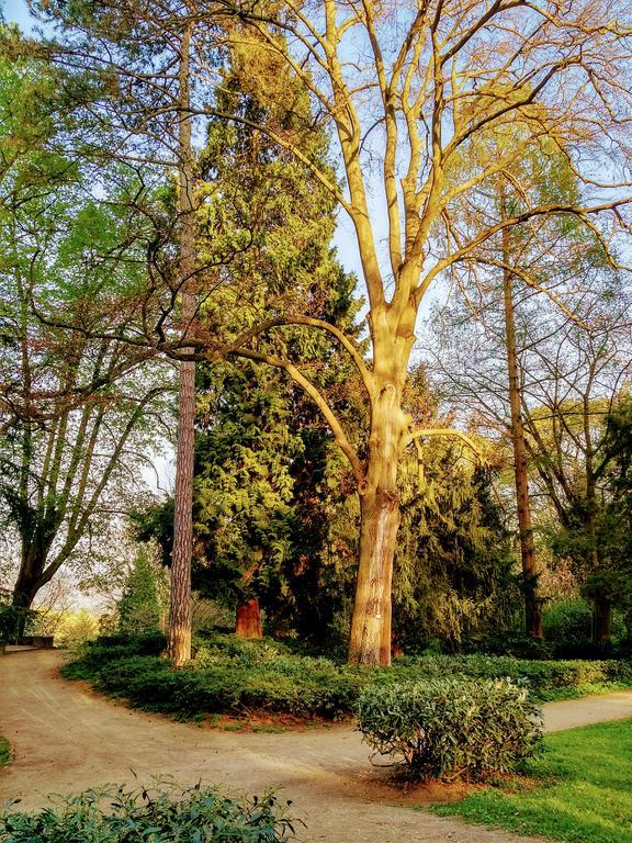 Hotel Eden Am Kurpark Bonn Dış mekan fotoğraf